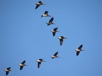 07-12-2014 fliegende Graugaense-2